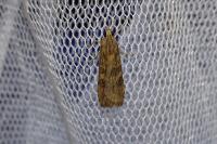Nomophila noctuella