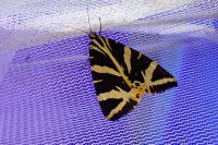 Euplagia quadripunctaria