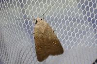 Caradrina flavirena