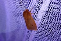 Phragmatobia fuliginosa