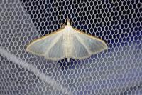 Palpita vitrealis