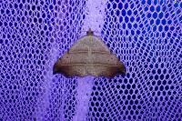 Laspeyria flexula