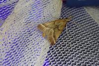 Synaphe punctalis