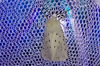 Spilosoma lubricipeda