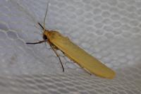 Indalia pygmaeola