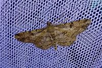 Peribatodes rhomboidaria