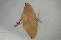 Watsonalla uncinula