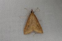 Udea ferrugalis