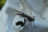 Axylia putris