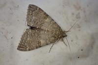Catocala nupta
