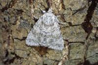 Acronicta megacephala