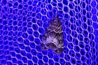 Eudonia mercurella