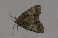 Polyphaenis sericata