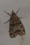 Eudonia mercurella