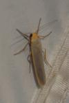 Manulea complana