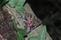 Catocala coniuncta
