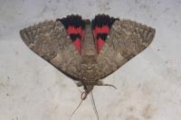 Catocala nupta
