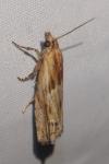 Eucosma cana