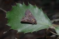 Mesapamea secalella/secalis