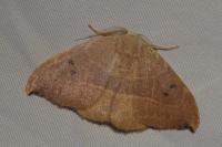 Watsonalla uncinula