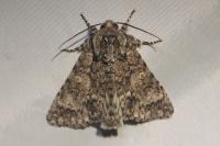 Acronicta megacephala