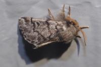 Thaumetopoea pityocampa