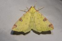 Opisthograptis luteolata