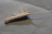 Coleophora