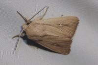 Mythimna sicula
