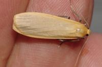 Wittia sororcula
