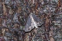 Dypterygia scabriuscula