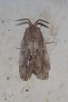 Dendrolimus pini