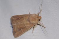 Mythimna ferrago