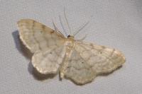 Idaea fuscovenosa