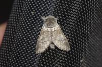 Furcula furcula