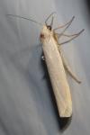 Eilema caniola
