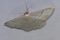 Idaea subsericeata