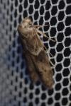 Blastobasis glandulella