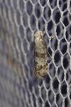 Scythropia crataegella