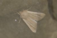 Mythimna litoralis