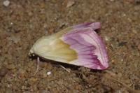 Eublemma purpurina