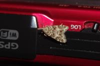 Eudonia lineola