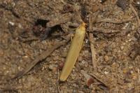 Indalia pygmaeola