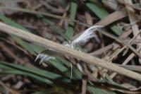 Pterophorus pentadactylus