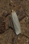 Eilema caniola
