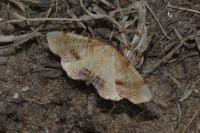 Plagodis dolabraria