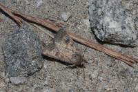 Caradrina morpheus