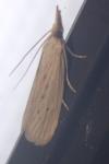 Ematheudes punctella