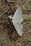 Idaea subsericeata