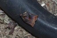 Archips podana
